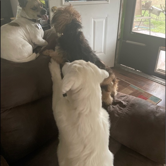 Meet your Posher, Sherry - Picture 17 of 17